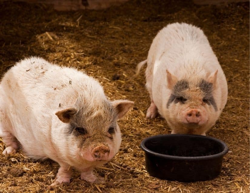 10 Things To Not Feed Your Potbelly Pig BACKYARDABLES