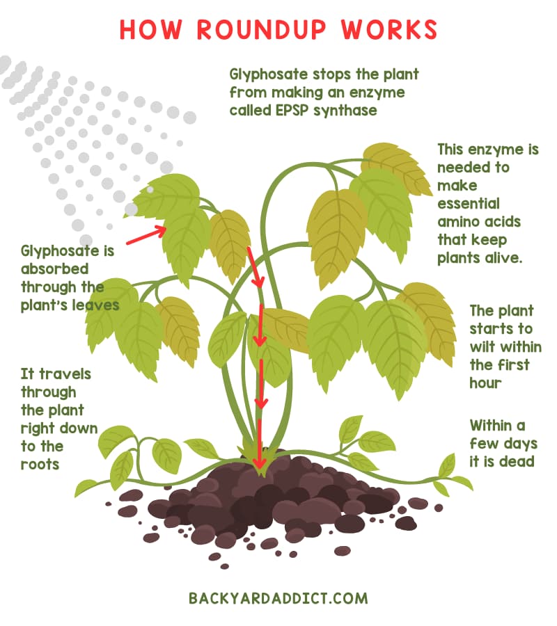 How to Fix Grass Killed by Roundup What You Need To Know Backyard Addict