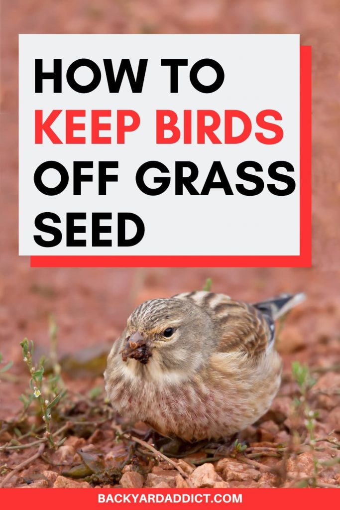 How to Keep Birds from Eating Grass Seed 4 Proven Methods Backyard