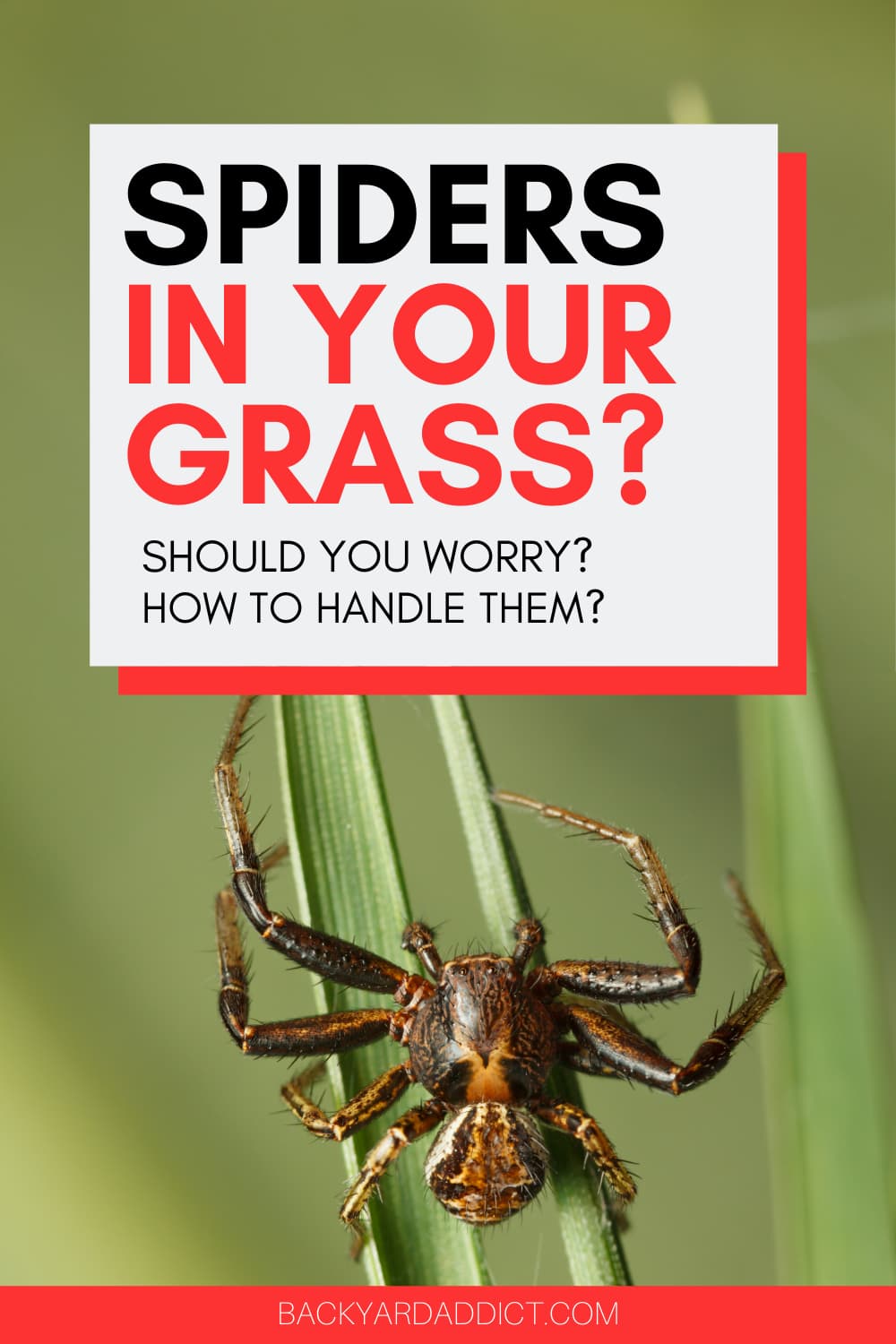 Spiders In Grass Why They're There and What To Do About Them