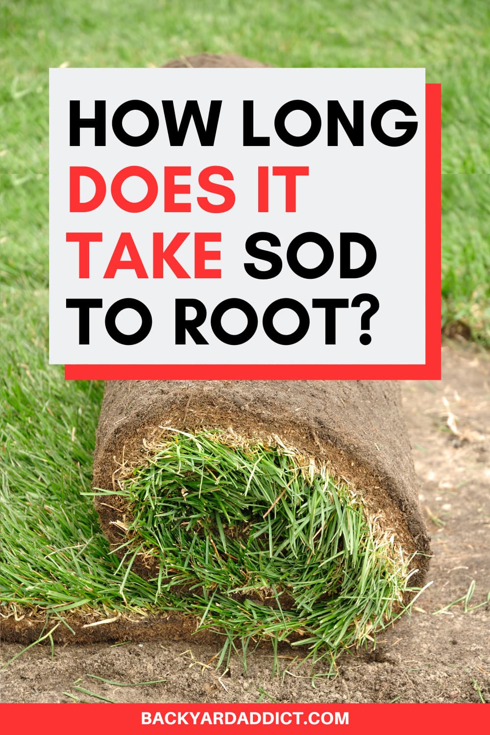 How Long Does It Take Sod to Root? A Guide for Gardeners Backyard Addict