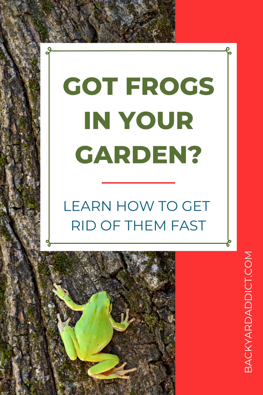How to Keep Frogs Away 4 Methods that Actually Work Backyard Addict