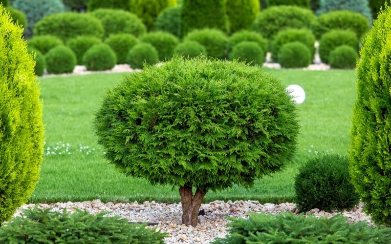 Are Backyard Renovations Worth It? Backyard Advisor