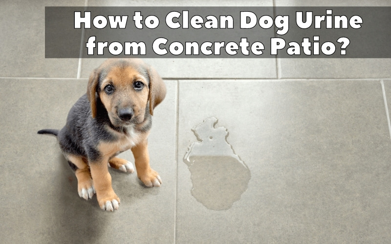 How to Clean Dog Urine from Concrete Patio? Backyard Advisor