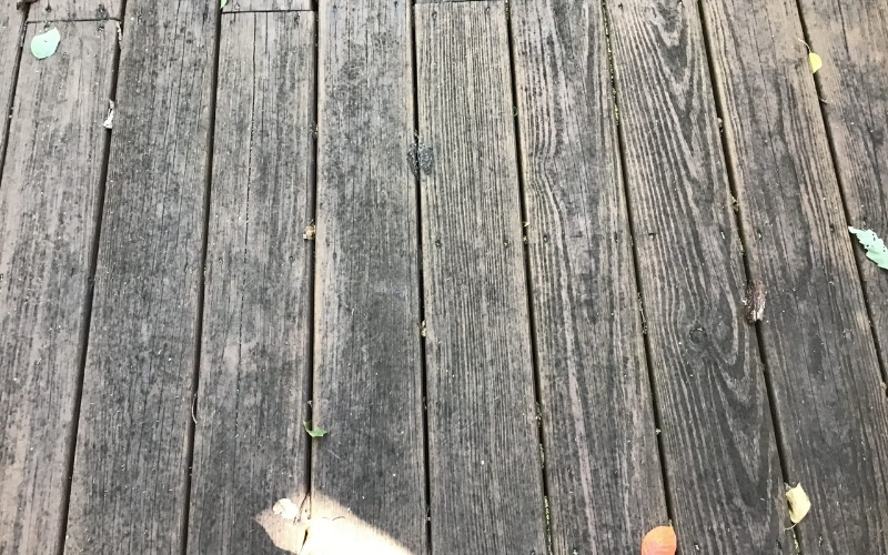 Is Deck Mold Dangerous? Backyard Advisor