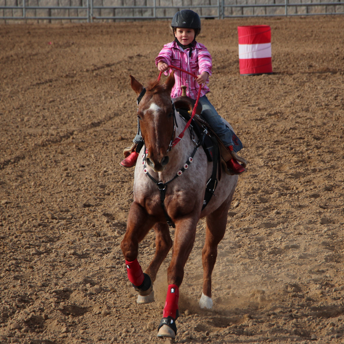 J&J Las Vegas Horse Boarding & Riding Academy