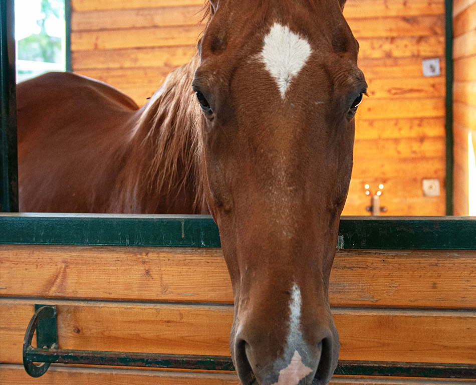 J&J Las Vegas Horse Boarding & Riding Academy