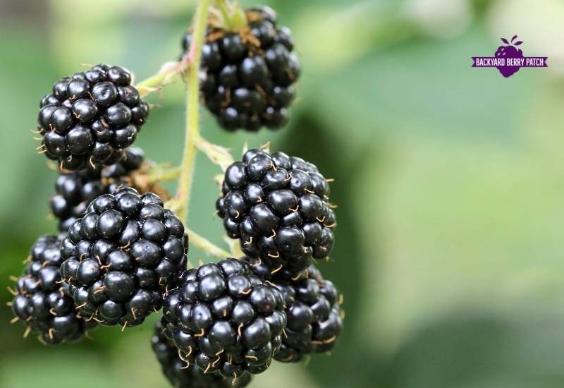 How to Grow Blackberries A Simple Guide for Beginner Gardeners