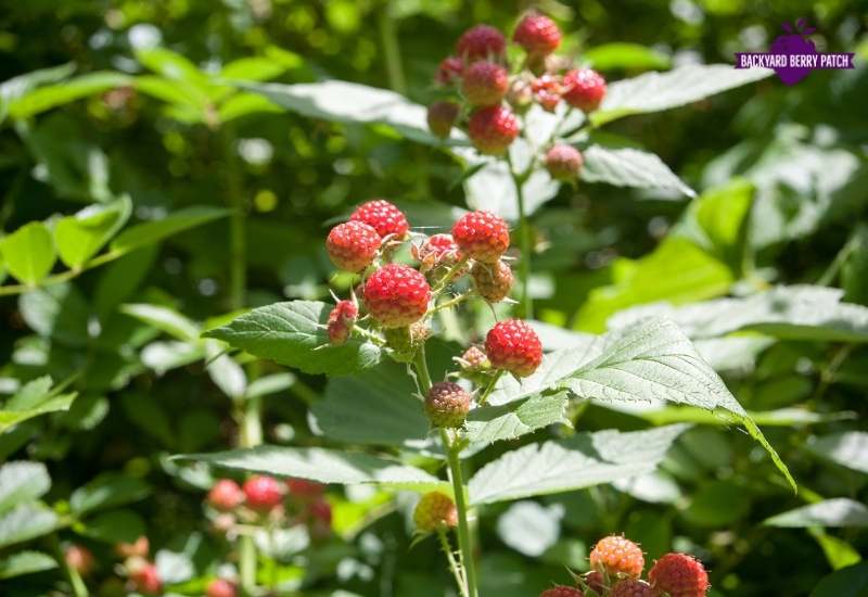 How to Plant Raspberries A StepbyStep Guide Backyard Berry Patch