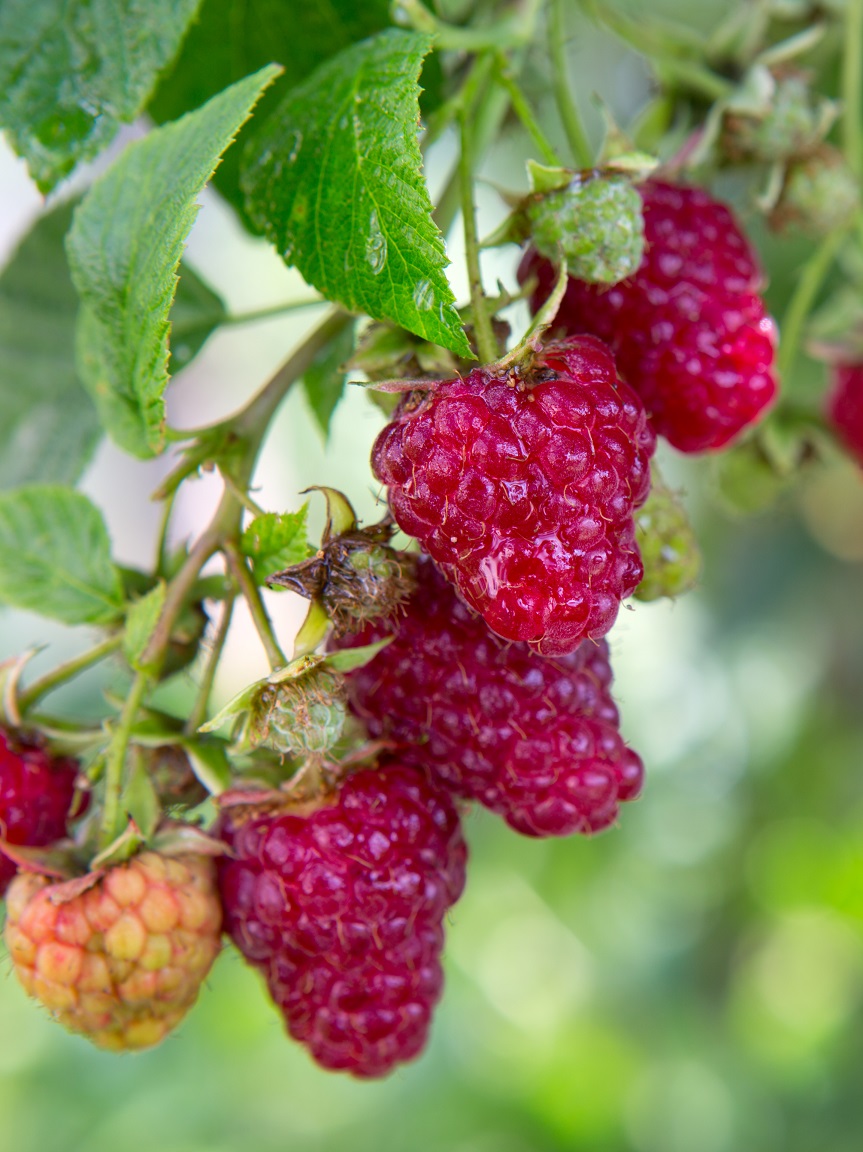 Jaclyn Primocane Producing Organic Red Raspberry Plant Backyard Berry