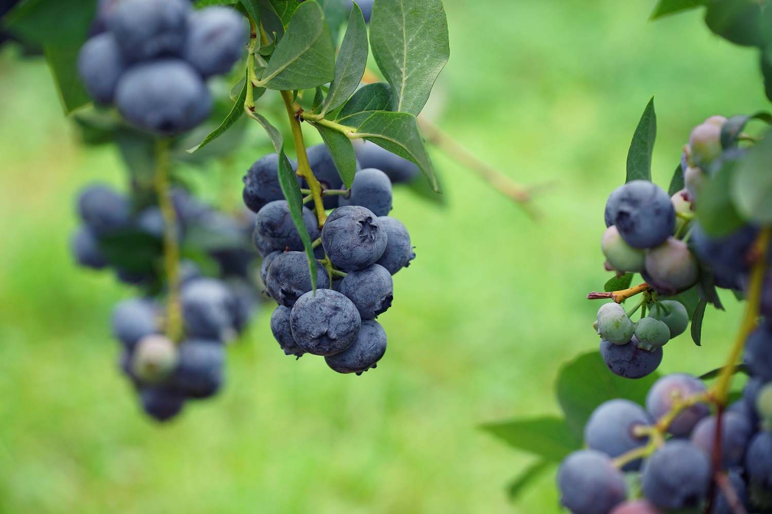 Arlen Highbush Organic Blueberry Plant Backyard Berry Plants