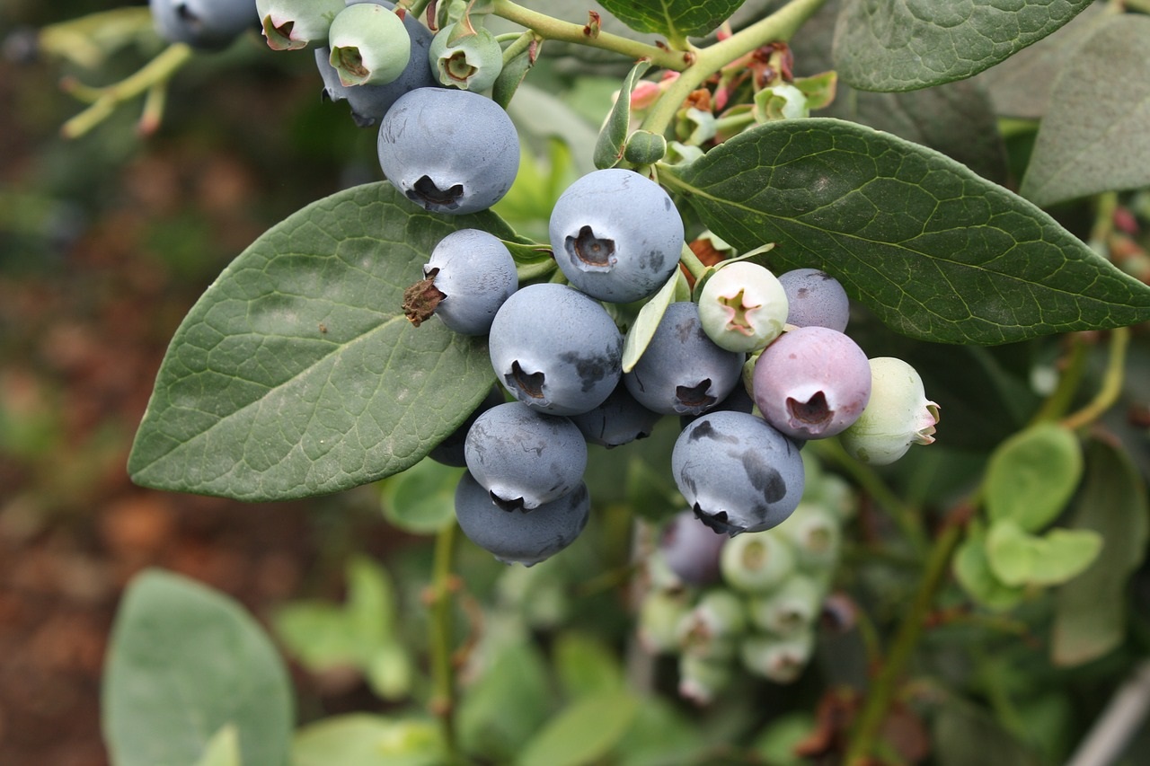 Sharpblue Southern Highbush Organic Blueberry Plant Backyard Berry Plants