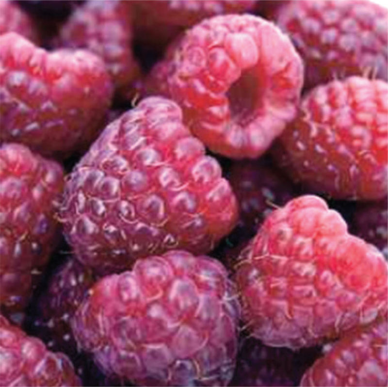 Royalty Floricane Producing Organic Purple Raspberry Plant Backyard