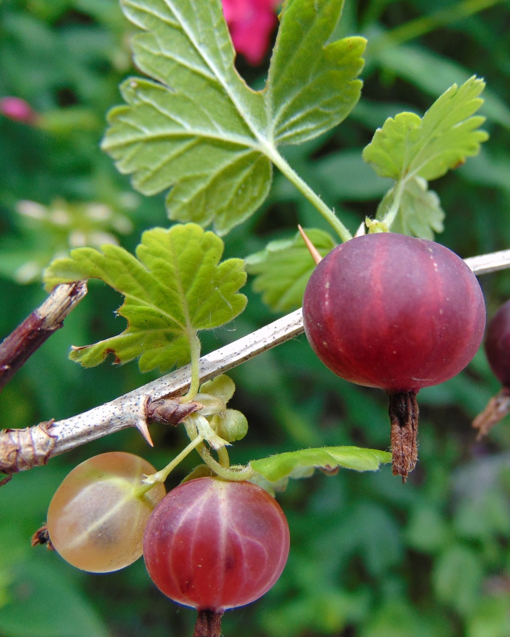 Gooseberry Organic Plant Starter Collection Backyard Berry Plants