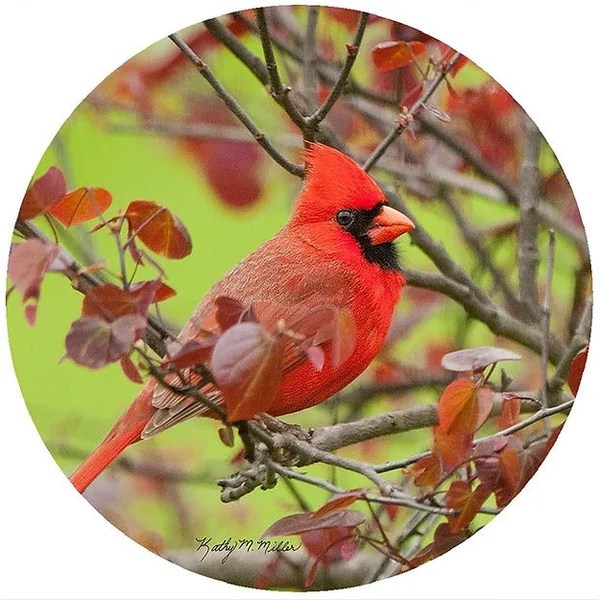 Andreas Silicone Trivet Spring Cardinal Backyard Bird Centre