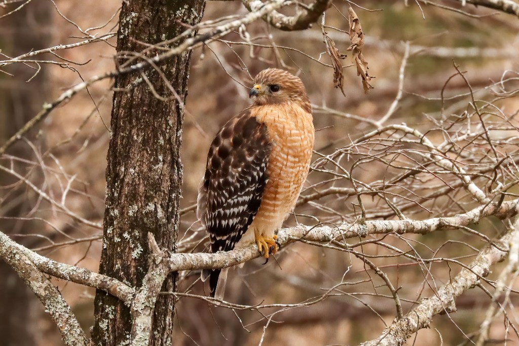 Hawk Stalk Backyard Bird Nerd