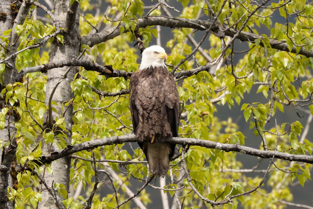 Alaskan Adventure Eagles Everywhere Backyard Bird Nerd