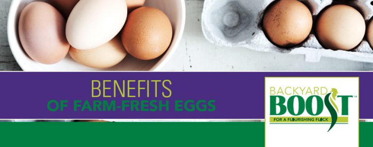Benefits of Farmfresh Eggs Backyard Boost