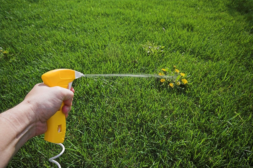 5 Best Organic Weed Killers for Lawns in 2024!