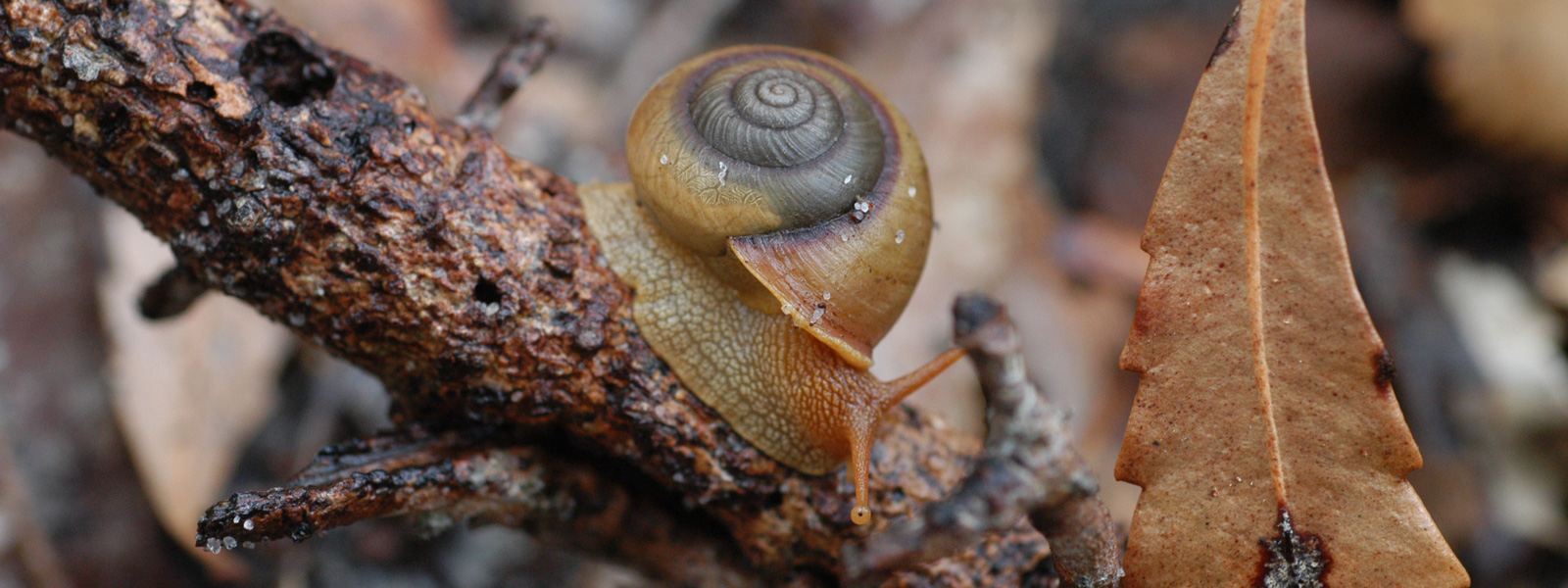 Garden Snails For Sale Australia 11 Simple Ways To Get Rid Of Snails