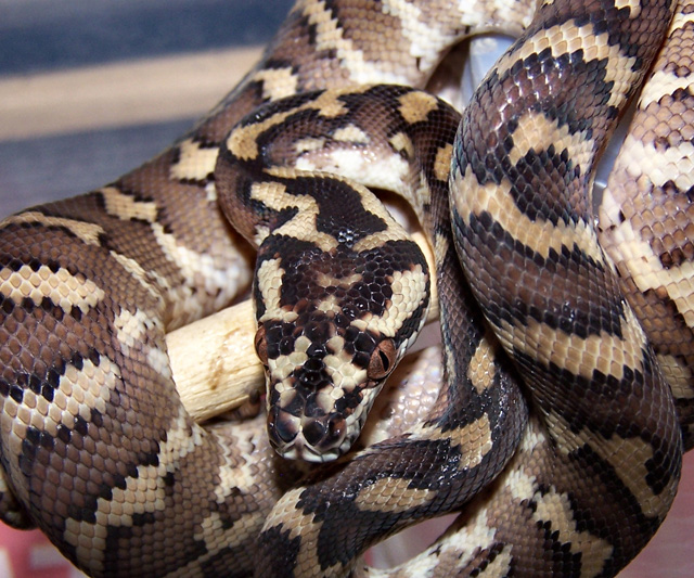 Carpet Python Backyard Buddies