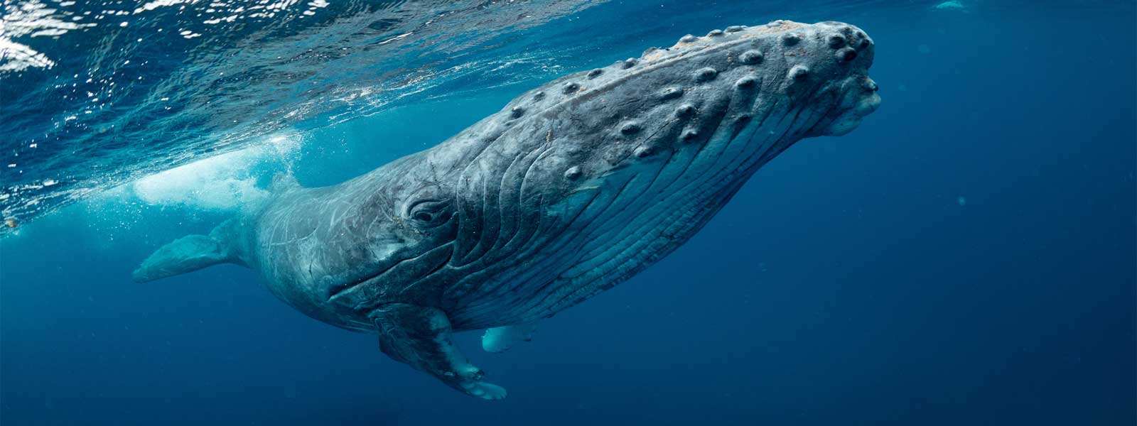 Humpback Whale Backyard Buddies