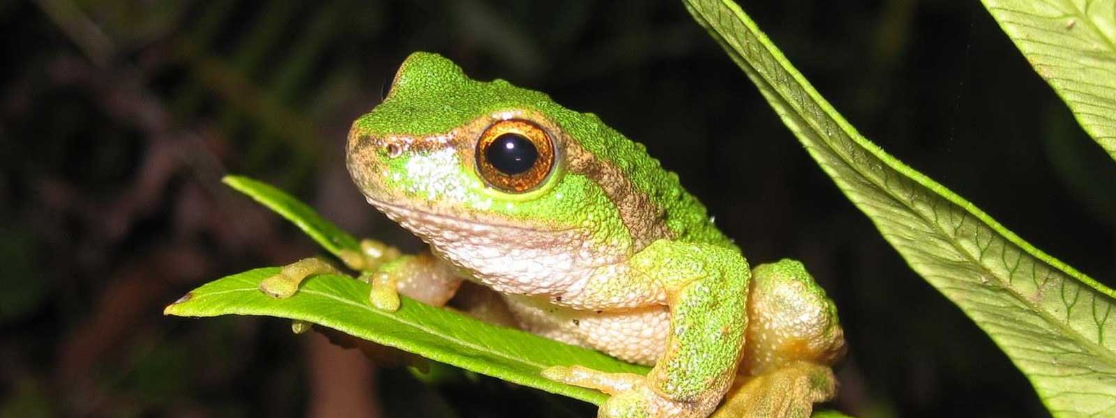 Spotted Tree Frog Backyard Buddies