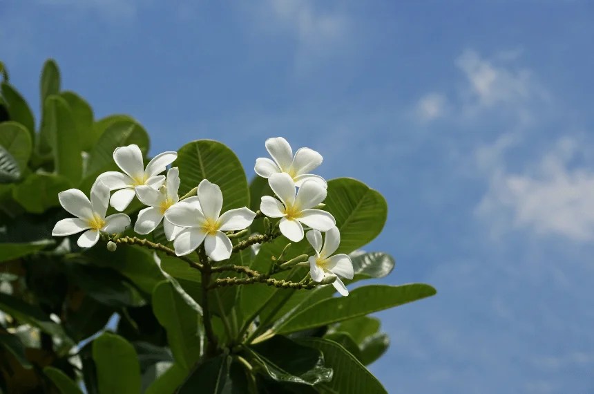 Buy Frangipani Tree Plumeria Obtusa (Singapore Plumeria)