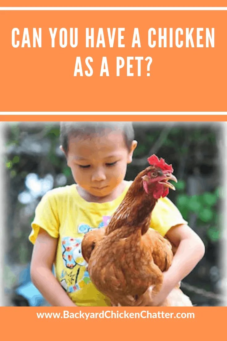 Can You Have a Chicken as a Pet?