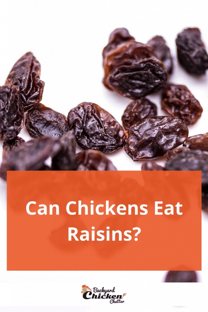 Can Chickens Eat Raisins