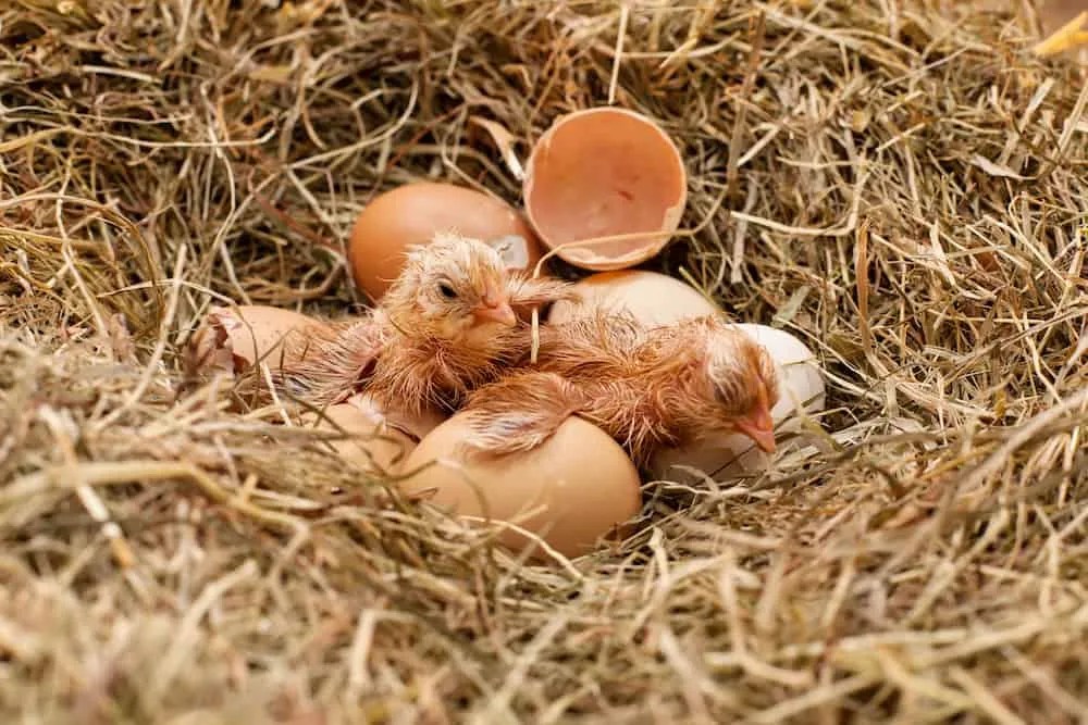 What Are Baby Chickens Called? [Ultimate Guide]