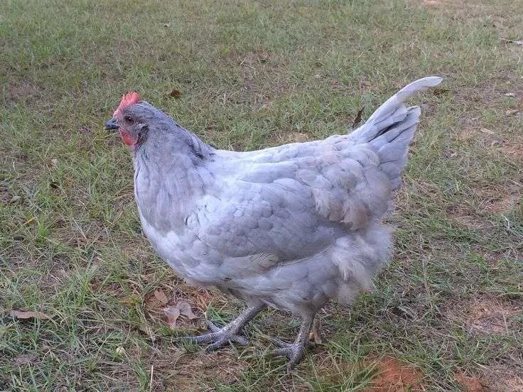 Best Chicken Hatchery in New Jersey Chicks for Sale