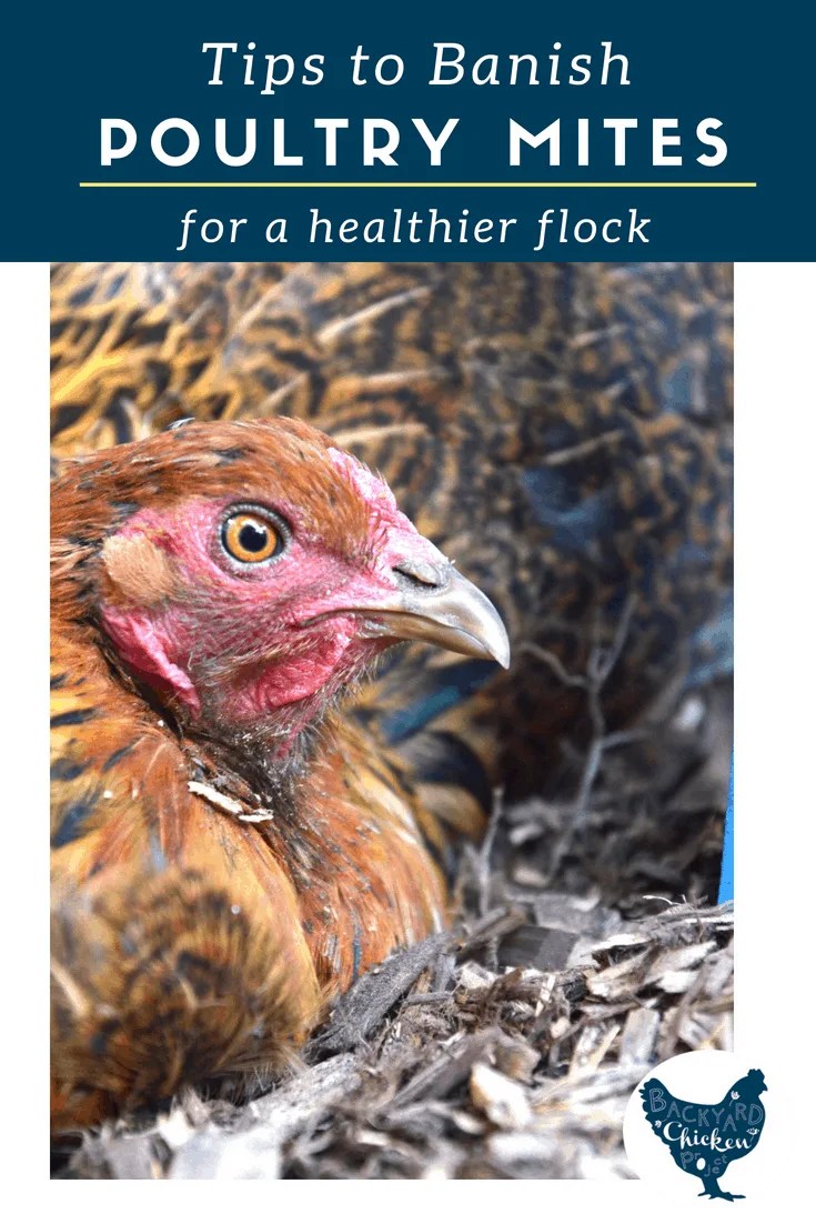 Chickens & Mites Prevention and Treatment