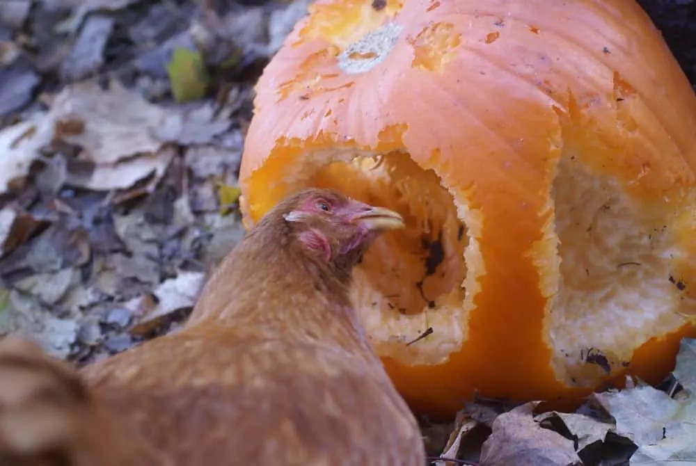The Very Best Healthy Treats for Chickens Backyard Chicken Project
