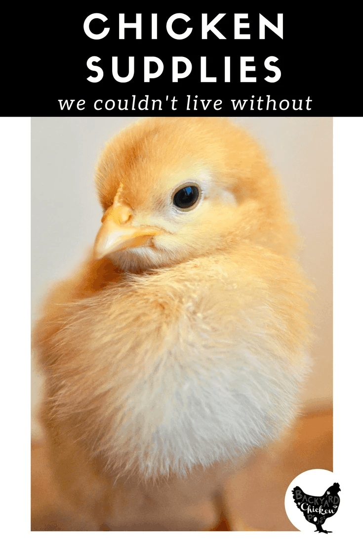 7 essential chicken keeping supplies Backyard Chicken Project