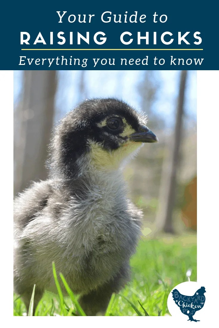 How to Buy Chickens Our Best Tips!