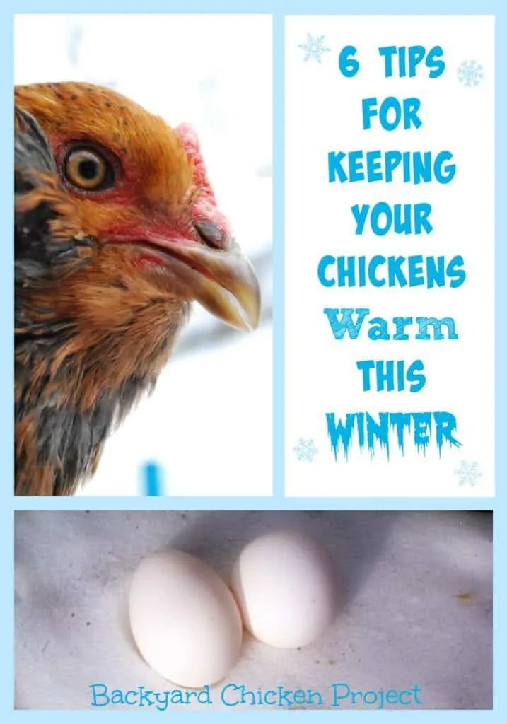 6 Tips for Keeping Chickens Warm in Winter Backyard Chicken Project