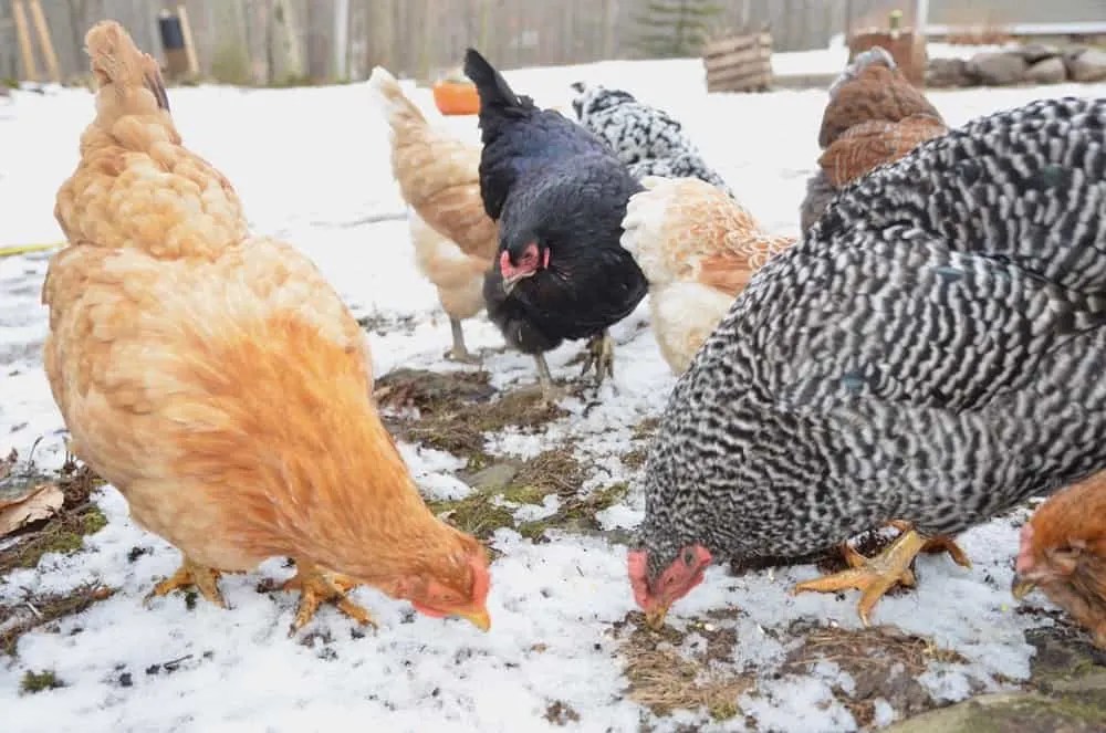 6 Tips and Tricks for Keeping Chickens Warm in Winter Backyard