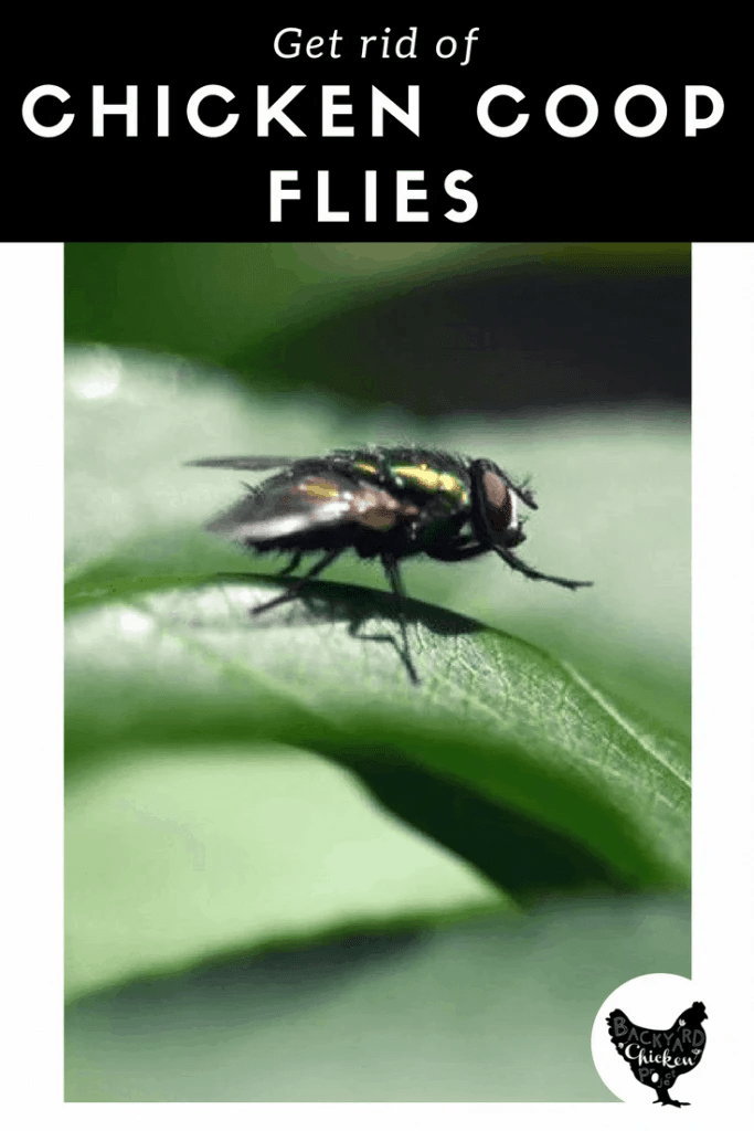 Backyard Chickens How to Get Rid of Flies