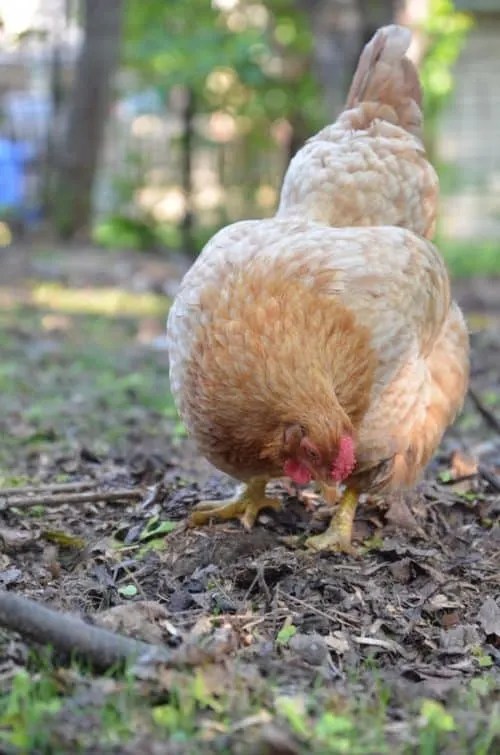 The Ultimate Guide to Raising Chickens in the City Backyard Chicken