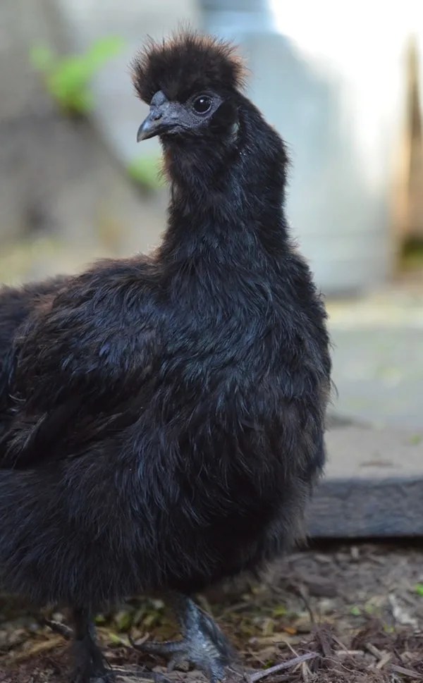 The Ultimate Guide to Raising Chickens in the City Backyard Chicken