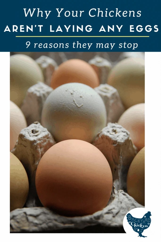 Why Your Chickens Stopped Laying Eggs