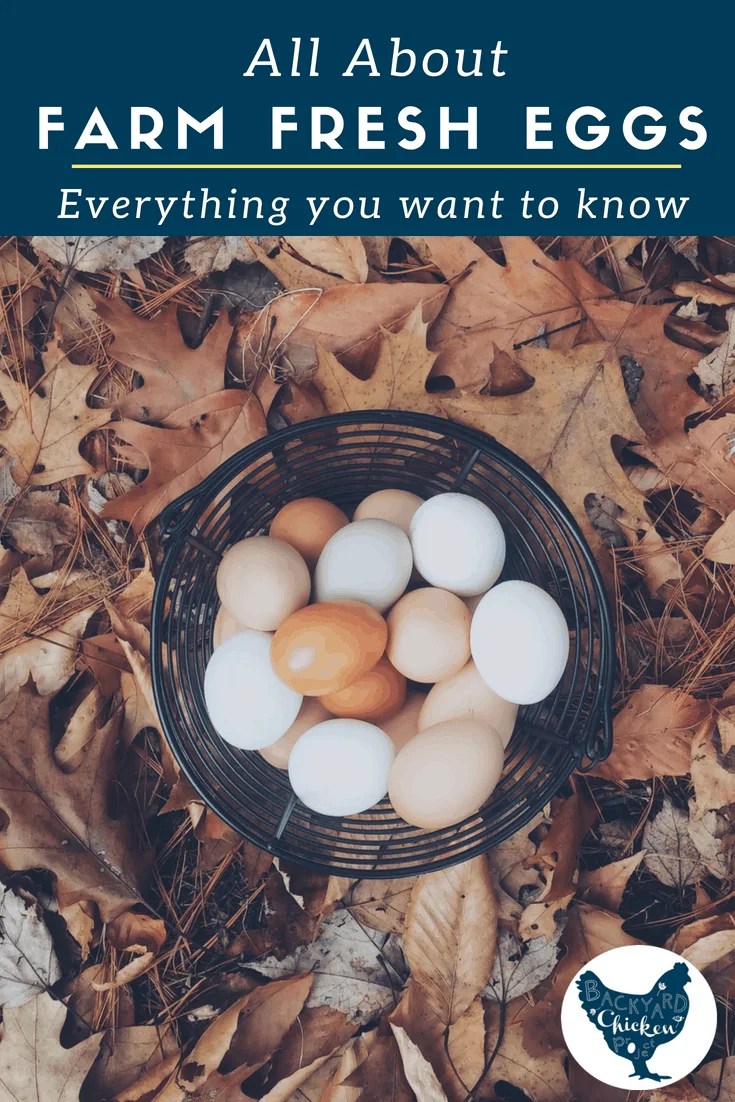 All about farm fresh eggs Backyard Chicken Project