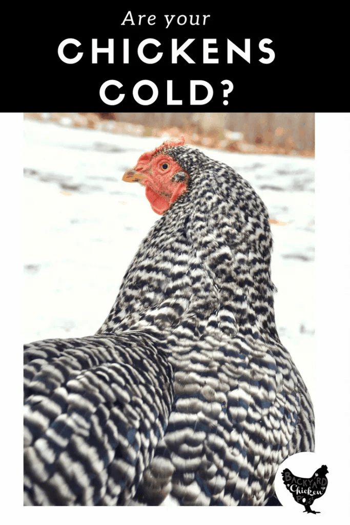 Are Your Chickens Cold?