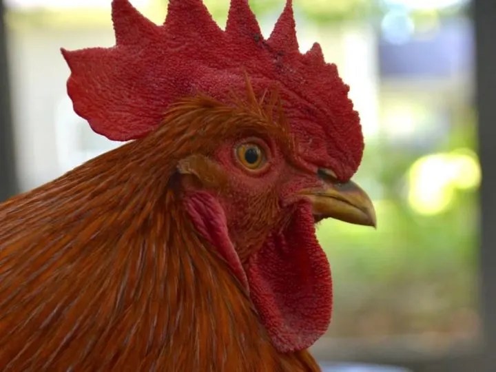The Essential List of Funny Chicken Names Backyard Chicken Project