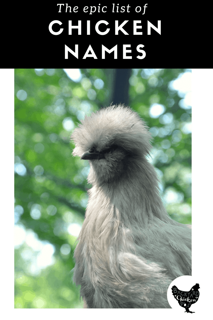 The epic list of chicken names Backyard Chicken Project