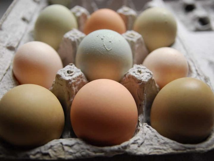 5 Ways to Feed Chickens for Free Backyard Chicken Project