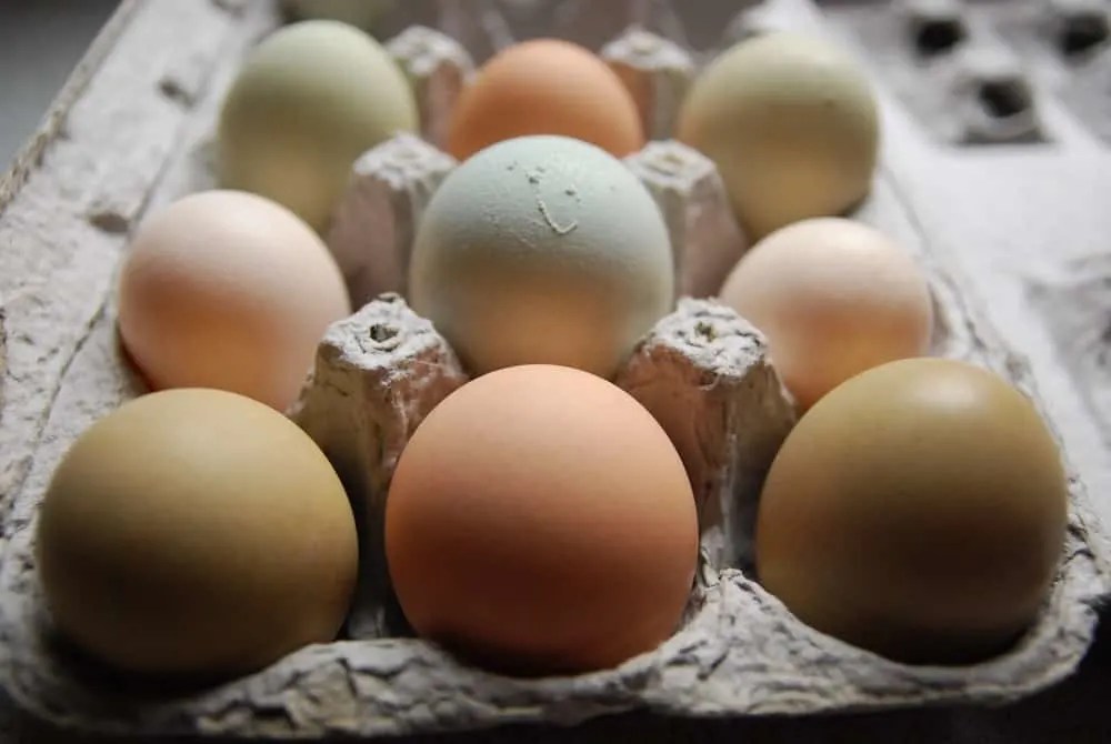 How to use Extra Eggs from your Backyard Chickens