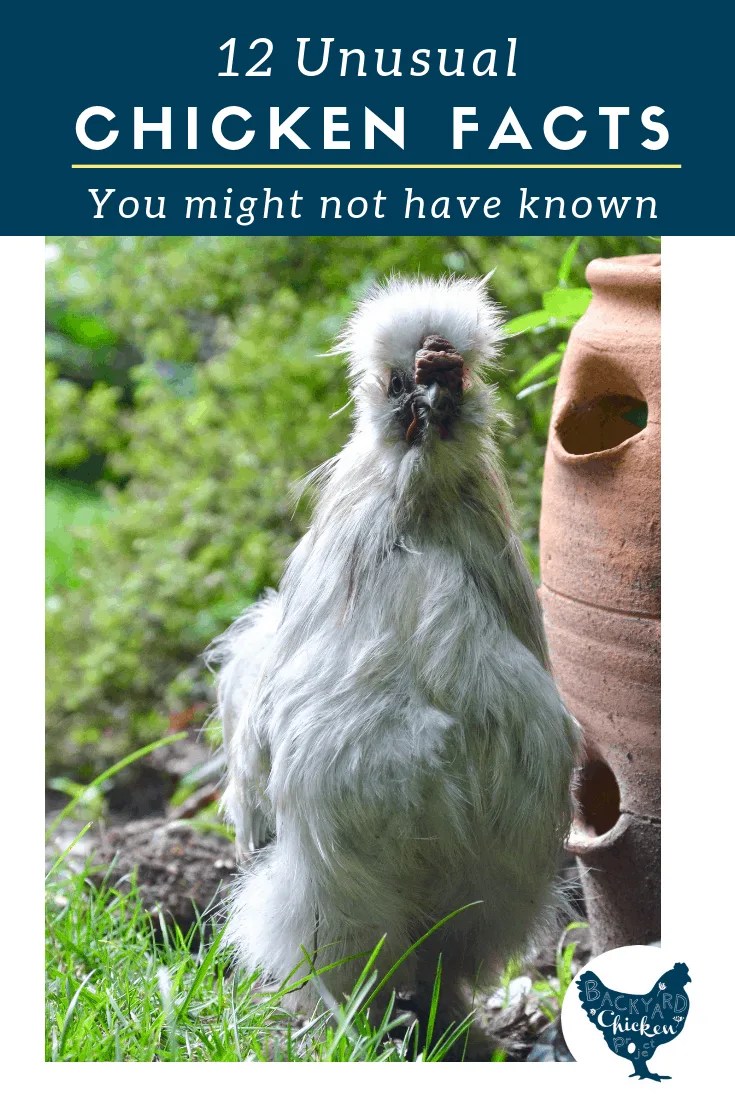Surprising Chicken Facts Backyard Chicken Project
