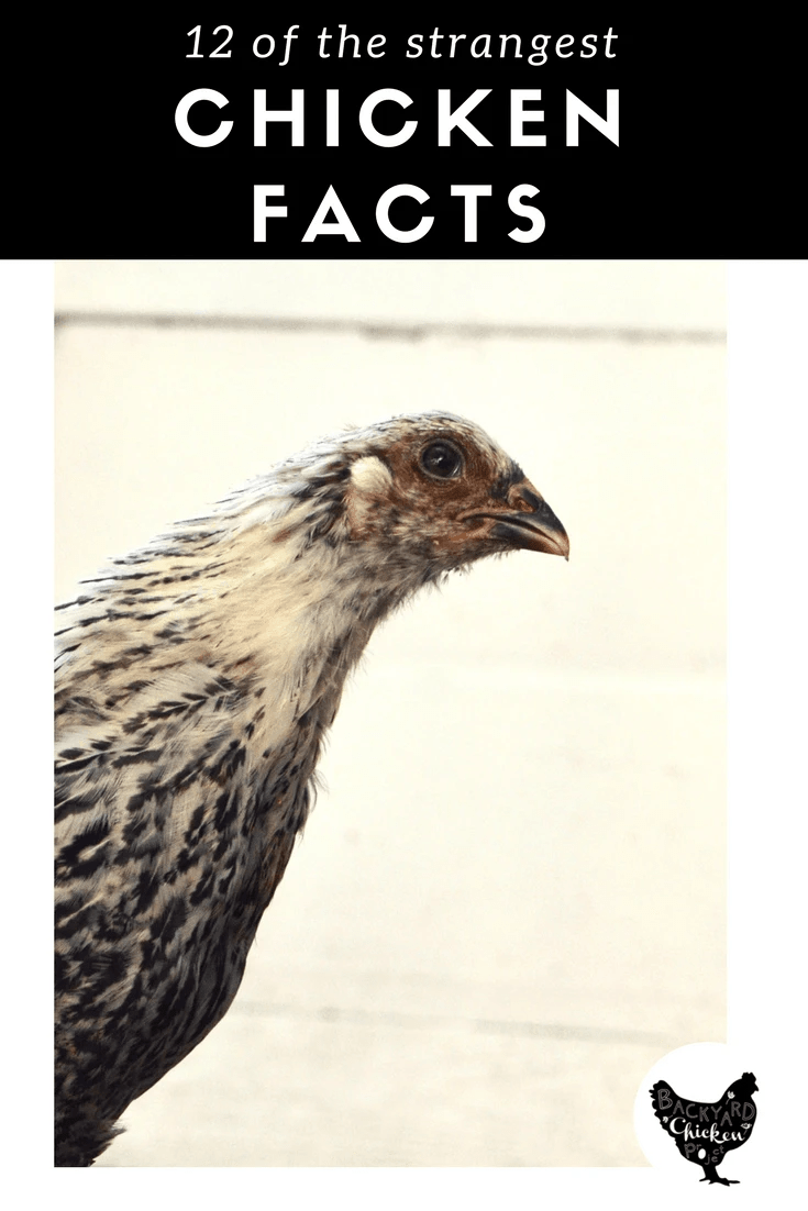 12 strange chicken facts Backyard Chicken Project